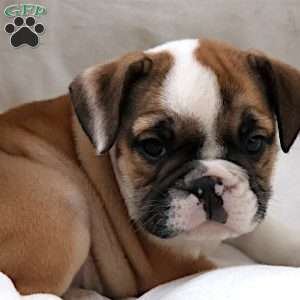 Janita, English Bulldog Puppy